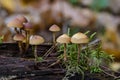 A group of small inedible mushrooms