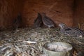 Group of small Japanese quails in a wooden cage on tha barnyard