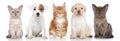 Group of small kitten and puppies Royalty Free Stock Photo