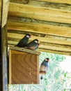 Group of small little exotic zebra finches sitting together on a birds house