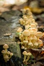 Group of small mushrooms against a tree Royalty Free Stock Photo