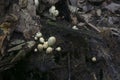 Small mushrooms at base of tree Royalty Free Stock Photo