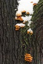 Bark Mushrooms Covered by Snow Royalty Free Stock Photo