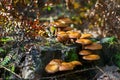 Small poisonous mushrooms in sunlight. Royalty Free Stock Photo