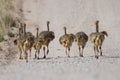 Group of small ostrich chickens running