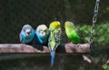 Group of small parakeets