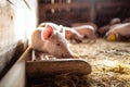 A group of small pigs eating hay in a barn Royalty Free Stock Photo