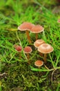 The group of the small poisonous mushrooms on the green moss Royalty Free Stock Photo