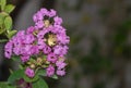 Group of small pollen bouquet crape myrtle pink flowers. beauty and dry petal hanging on branch tree