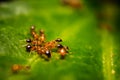 Group of small red ants / Fire ants eating on the leafs with selective focus. Macro close up a lot of fire ant or red ant on Royalty Free Stock Photo