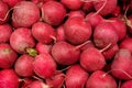 Group of small red radish