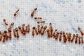 Group of Small Red Tropical Fire ants running and fighting for a piece of food