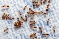 Group of Small Red Tropical Fire ants running and fighting for a piece of food