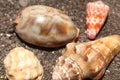 Group of small sea snails on seashore with dark volcanic sand. Seashells of different shapes. Oval conch shell, conical shell. Royalty Free Stock Photo