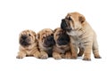 Group of small sharpei dog Royalty Free Stock Photo