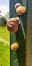 Group of small snails going forward Royalty Free Stock Photo