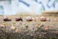 Group of small snails going forward Royalty Free Stock Photo