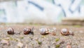 Group of small snails going forward Royalty Free Stock Photo