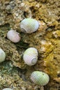 Group of small snails on stone