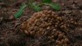 A group of small toadstool mushrooms grows on forest soil. Beautiful small poisonous mushrooms grow in a dense bunch on