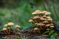Group of small toadstools on a tree trunk Royalty Free Stock Photo