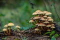 Group of small toadstools on a tree trunk