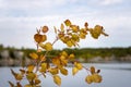 Group of small trees birch aspen with green and red leaves are by a pond on a blurred background in a park in the summer Royalty Free Stock Photo