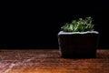 Group of small trees in the cement pot on the wooden table in the darkroom growing from the less sunlight. black background and