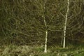 Group of Small Trees In a Forest Wide View Dark Royalty Free Stock Photo