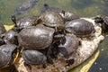 A group of small turtles