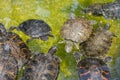 A group of small turtles