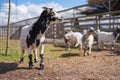 Group of small white and black american pygmy Cameroon goat closeup detail on head with horns, blurred farm with more Royalty Free Stock Photo