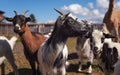 Group of small white and black american pygmy (Cameroon goat) closeup detail on head with horns, blurred farm Royalty Free Stock Photo