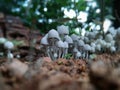 Group of small white mushrooms in soil with bokeh background