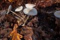 Group of small white mushrooms is surrounded by fallen yellow and red leaves. Mushroom in autumn forest. Close-up image of harvest