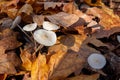 Group of small white mushrooms is surrounded by fallen yellow and red leaves. Mushroom in autumn forest. Close-up image of harvest