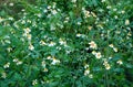 group of small white petals and yellow pollen growth in north of Thailand. beauty flower plant in forest background