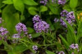 Group of small white and purple flowers in the wildflower garden Royalty Free Stock Photo