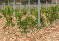 Group of small wine vines in the field