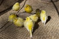 Group small yellow canaries eating on ground Royalty Free Stock Photo