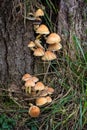 Group of small yellow mushrooms growing on the old tree trunk. Hypholoma fasciculare known as clustered woodlover and sulfur tuft