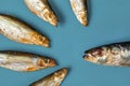 A group of smoked small fish with their mouths open in front of one large fish on a blue background. The concept of race relations