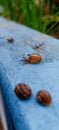 A group of snails on a blue painted surface, focus on a crawling snail Royalty Free Stock Photo