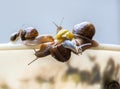 Group of snails on the edge of a white plastic bowl