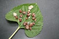 Group of snails on a leaf of sunflower picked up not to make damage in the garden Royalty Free Stock Photo