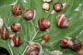 Group of snails on a leaf of sunflower picked up not to make damage in the garden Royalty Free Stock Photo