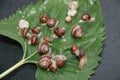Group of snails on a leaf of sunflower picked up not to make damage in the garden Royalty Free Stock Photo