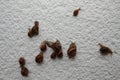 Group of snails on a wall not to make damage in the garden Royalty Free Stock Photo