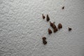 Group of snails on a wall not to make damage in the garden Royalty Free Stock Photo