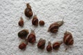 Group of snails on a wall not to make damage in the garden Royalty Free Stock Photo